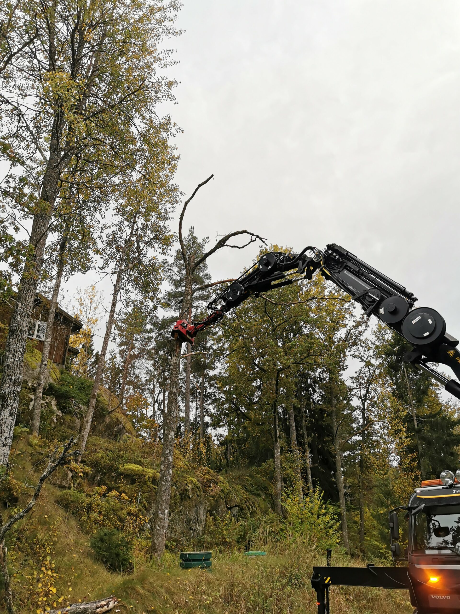 Avancerad trädfällning i Piteå