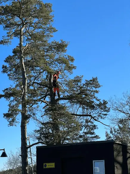 Beskärning Piteå
