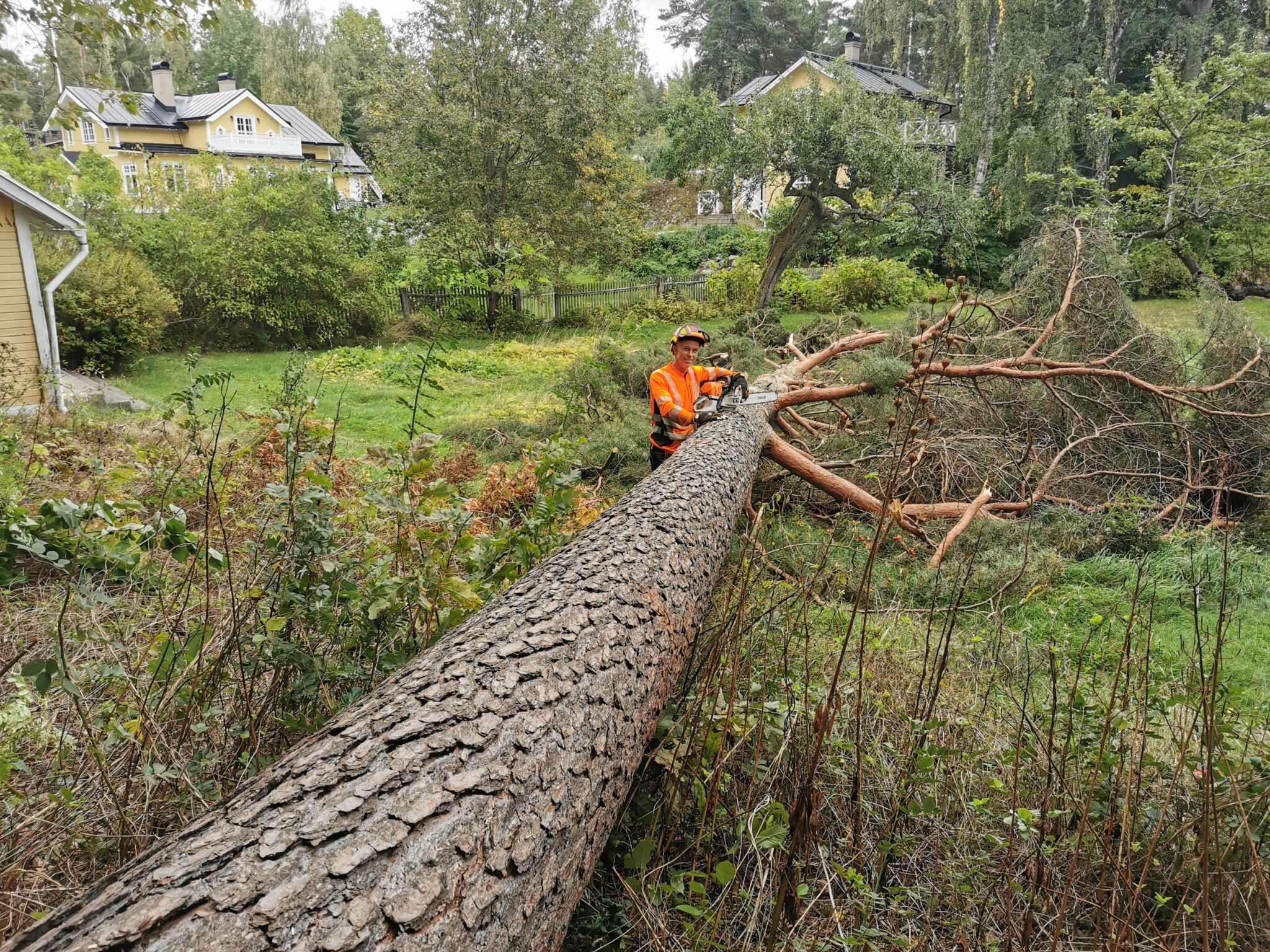 Markfällning av träd i Piteå