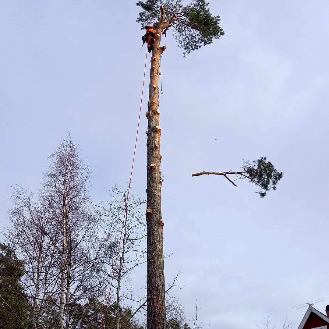 Fällning av tall i Piteå