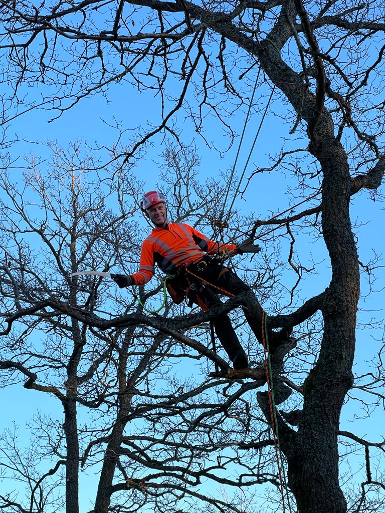 Arborist Piteå