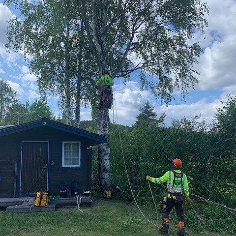 Arborist i Piteå