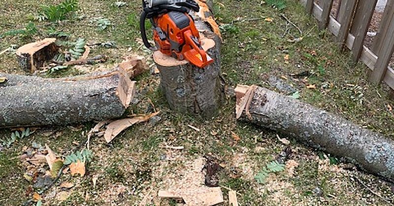 Sektionsfälld stam intill hus i Piteå