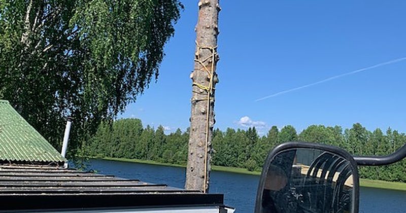 Röjt tomtparti efter trädfällning i Piteå