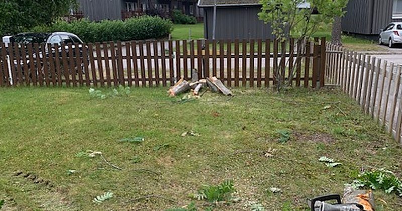 Uppkapade stockar efter fällning i Piteå