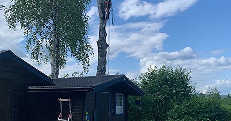Uppgrävd rotklump i Piteå