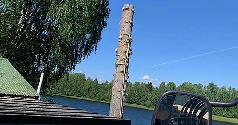 Stam kapad intill byggnad i Piteå