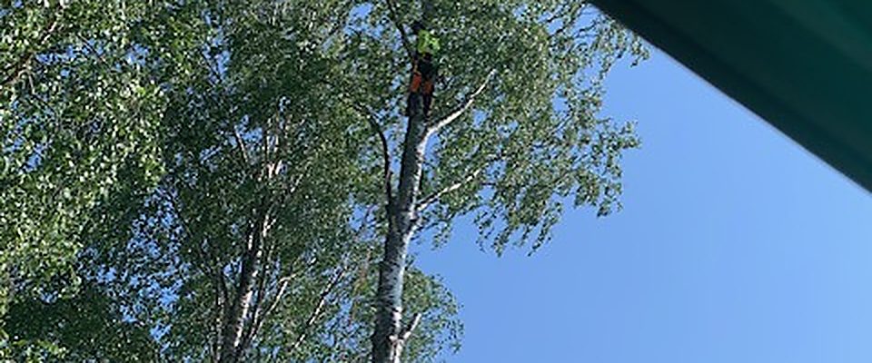 Beskärning av träd i Piteå
