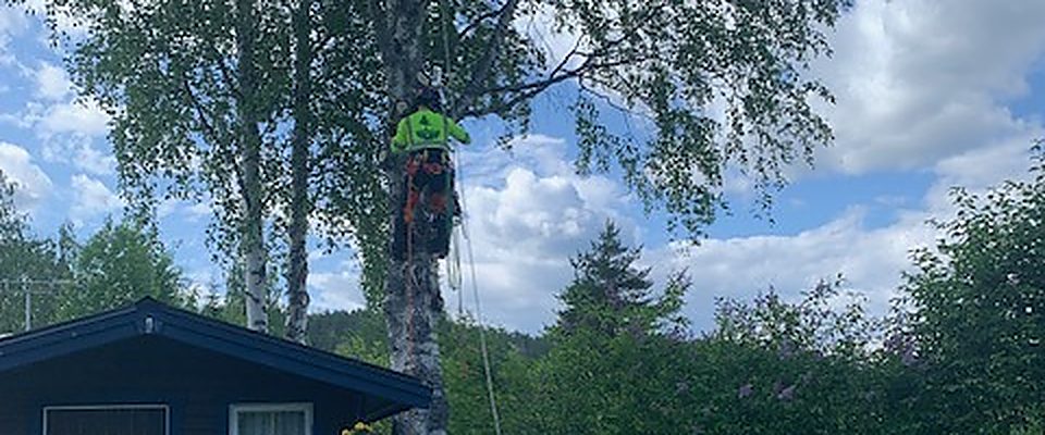 Trädfällning i Piteå